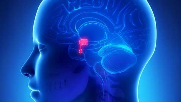 Гипофиз в организме человека