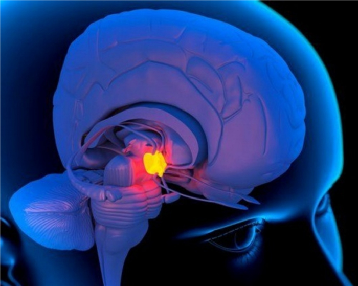 Гипофиз: что это и месторасположение железы