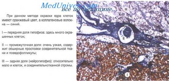 строение гипофиза