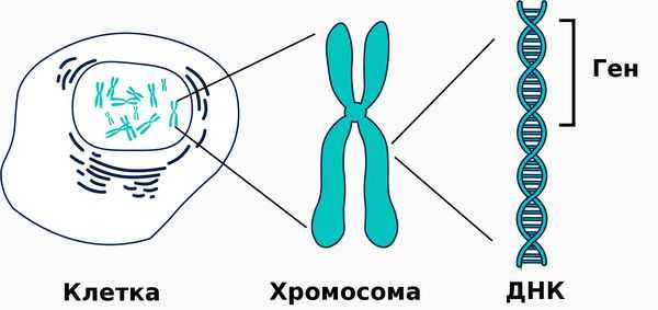 ДНК, содержащиеся в каждой клетке