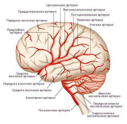 Артерии головного мозга