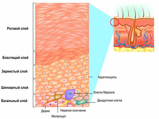 Строение кожи.jpg