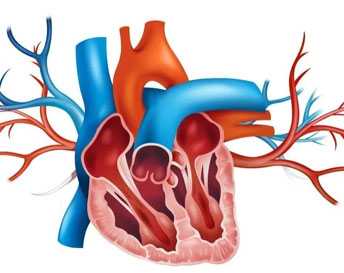Фото Гипоплазия почки