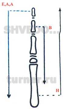Принципиальная схема тератологических рядов дефектов, характеризующихся уменьшением линейных и объемных параметров кисти, Е,A,A - эктродактилия, адактилия, аплазия, В – брахидактилия, Н - гипоплазия