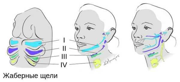 Жаберные щели