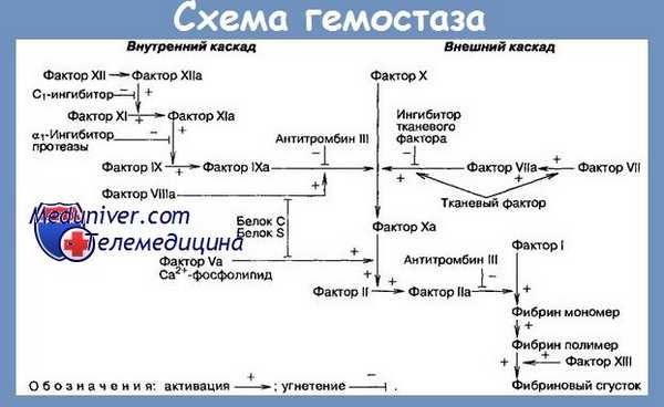 схема гемостаза
