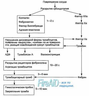 механизмы свертывания крови - образования тромба