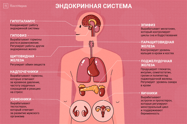WTF: Эндокринная система человека