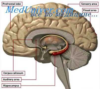 кора эмбриона