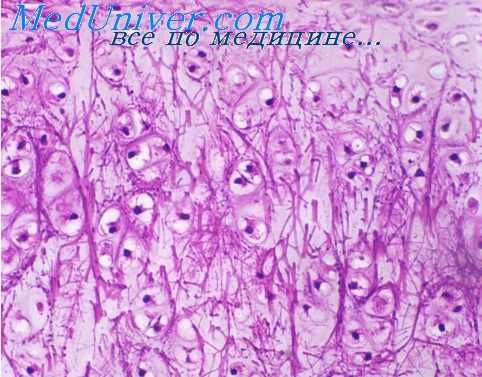гистогенез кости