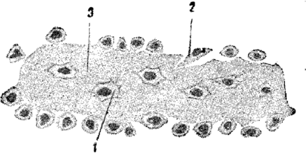 Образование пластинки костной ткани (периостальное