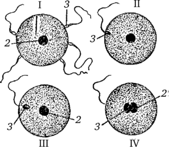 Проникновение спермин в яйцо