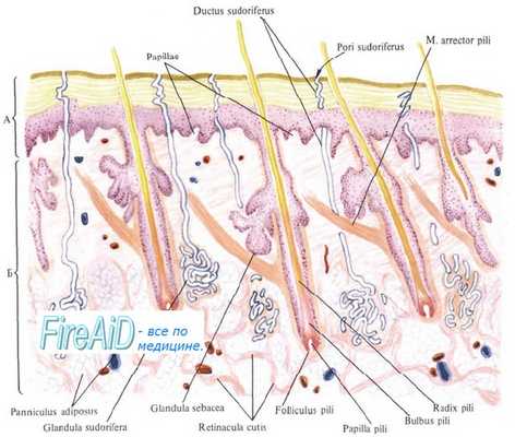 гистогенез кожи