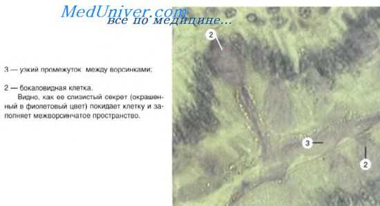 клетки лангерханса