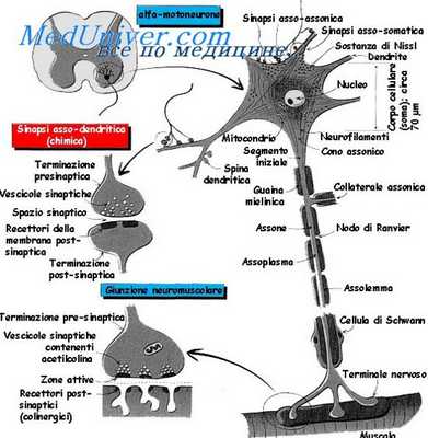 эмбрионы головного мозга