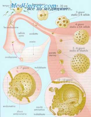 нервная система эмбриона