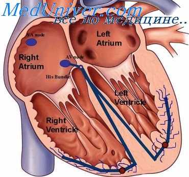 проводящая система сердца