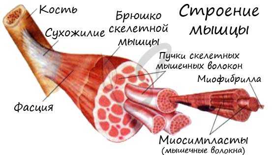 Строение мышцы