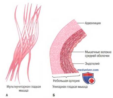 Гладкие мышцы