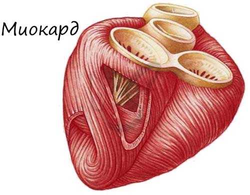 Миокард