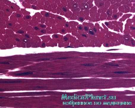 гладкая мышечная ткань - гистология