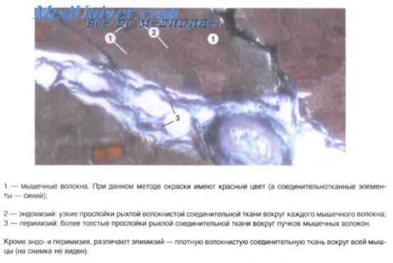 гладкая мышечная ткань