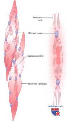 Гладкие мышцы