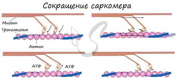 Сокращение мышц
