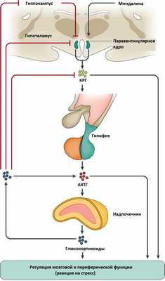 Ворожцова Екатерина Ивановна, эндокринолог - Самара