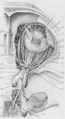 Рис. 1. Горизонтальный распил черепа (верхняя стенка глазницы и частично мышца, поднимающая верхнее веко, и верхняя прямая мышцы удалены; пещеристая пазуха вскрыта; твердая мозговая оболочка в области узла тройничного нерва удалена). Топография глазодвигательного нерва (17) и его ветвей: 1 и 22 — m. levator palpebrae sup.; 2 и 23 m rectus sup.; 3 — glandula lacrimalis; 4 — bulbus oculi; 5 — n. ciliaris brevis; 6 — n. opticus; 7 — m. rectus lat.; 8 — m. rectus inf.; 9 — ramus inf. n. oculomotorii; 10 — gangl, ciliare; 11 — radix oculomotoria; 12 — r. communicans cum n. nasociliari; 13 — ramus sup. n. oculomotorii; 14 — gangl, trigeminale; 15 — n. trochlearis; 16 — n. abducens; 17 — n. oculomotorius; 18 — n. ophthalmicus; 19 — a. carotis int.; 20 — n. frontalis; 21 — n. lacrimalis; 24 — m. rectus med.; 25 — m. obliquus sup.; 26 — n. infratrochlearis.