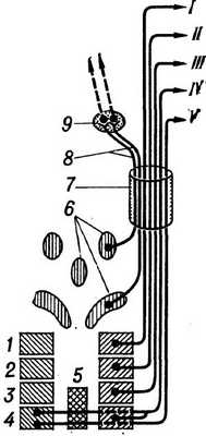 Рис. 2. Схема ядер глазодвигательного нерва с указанием локализации клеточных групп (1 — 4) и происходящих из них волокон, предназначенных для определенных мышц левого глаза (по Сентаготаи): 1 — для m. rectus inf. (I); 2 — для m. obliquus inf. (II); 3 — для m. rectus med. (Ill); 4 — для m. rectus sup. (IV) и m. levator palpebrae sup. (V); 5 — nucleus caudalis centralis; 6 — nucleus accessorius; 7 — n. oculomotorius; 8 — radix oculomotoria; 9 — gangl, ciliare; стрелки — волокна к соответствующим мышцам глаза