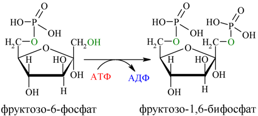 Reaction-Fructose-6P-F26BP.png