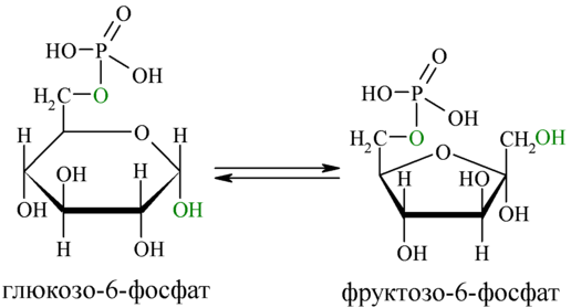 Reaction-Glucose-6P-Fructose-6P.png