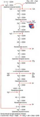 Цикл лимонной кислоты или цикл Кребса