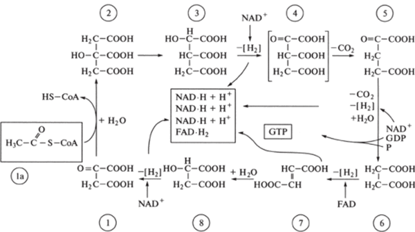 Цикл Кребса (цикл лимонной кислоты)