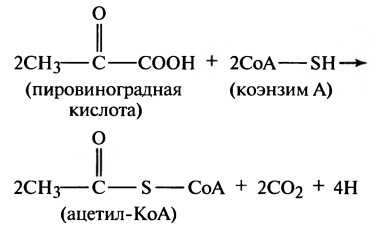 Гликолиз глюкозы и высвобождение энергии