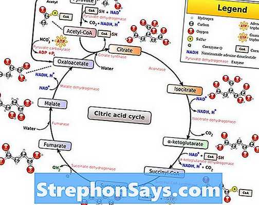 Регуляция обмена глюкозы. Синтез и распад гликогена