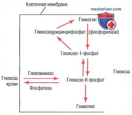 Регуляция обмена глюкозы. Синтез и распад гликогена