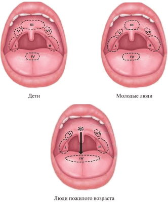 Изменение величины миндалин глоточного лимфатического кольца в зависимости от возраста
