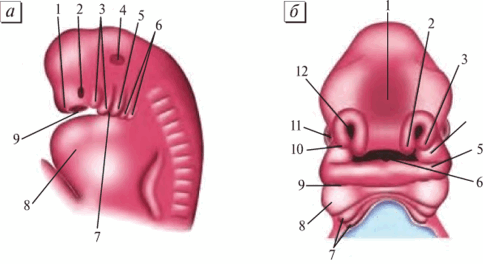 Голова человеческого эмбриона на 5—6-й неделе развития (Михайлов С. С., Чукбар А. В., Цыбулькин А. Г., 2011). а — вид сбоку