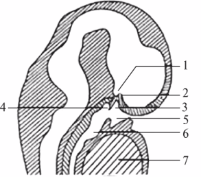 Головной конец человеческого эмбриона длиной 22 мм (схема), сагиттальный разрез