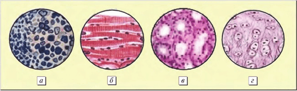 Гистологическая «схожесть» тканей родственного эмбрионального происхождения
