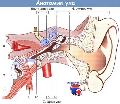 Анатомия уха и наружного слухового прохода
