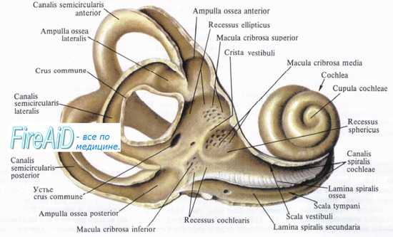 Внутреннее ухо, лабиринт. Костный лабиринт. Преддверие