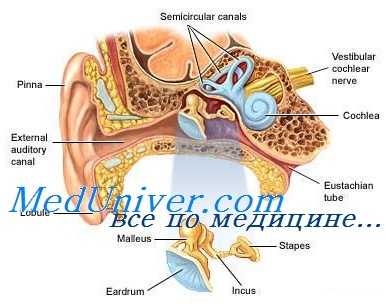 тугоухость