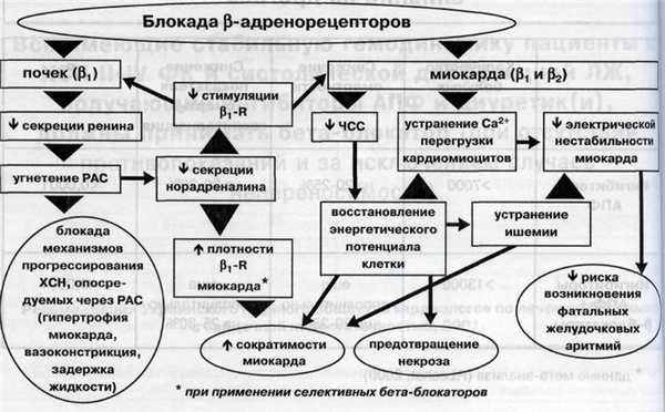 Механизм действия бета-адреноблокаторов