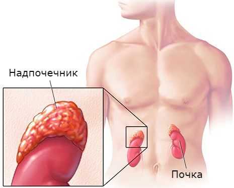 Надпочечник