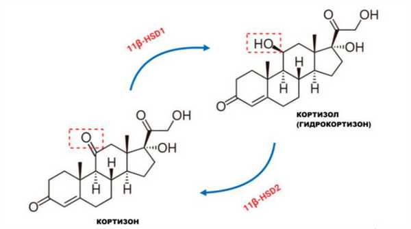 Глюкокортикоиды