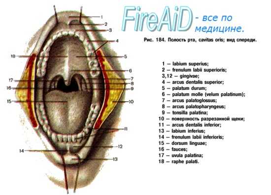 прикус в стоматологии