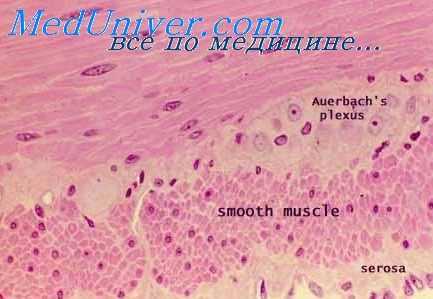 гистология тканей